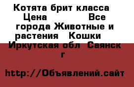 Котята брит класса › Цена ­ 20 000 - Все города Животные и растения » Кошки   . Иркутская обл.,Саянск г.